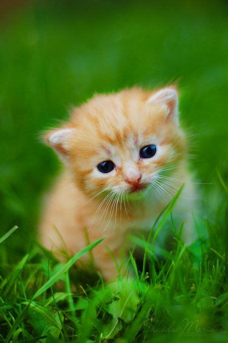 Cutest Little Kittens in the World (5 photos) | Small kittens, Animal and Cat