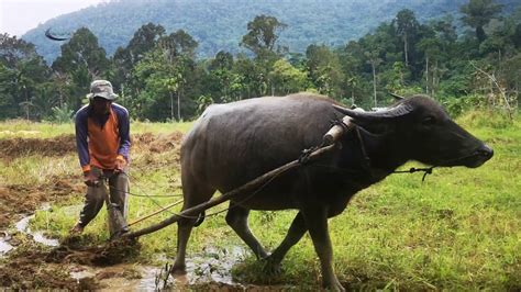 Gambar Kerbau Bajak Sawah – mosi