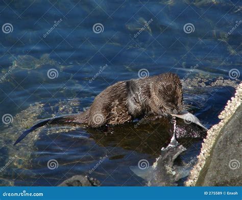 Sea Otter Eating stock image. Image of otter, ocean, fish - 275589