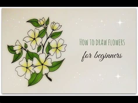 How To Draw A Jasmine Flower Step By Step Easy - Cestrum Nocturnum Wikipedia - Also draw the ...