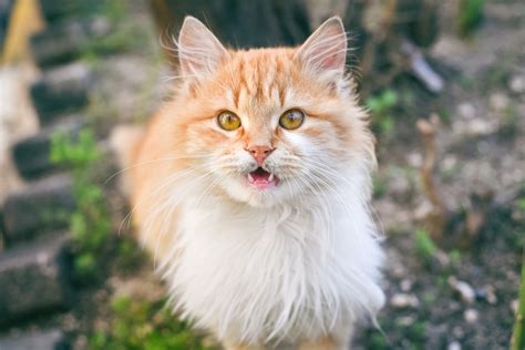 Cat Head Bobbing: 6 Causes of This Behavior | The Village Vets