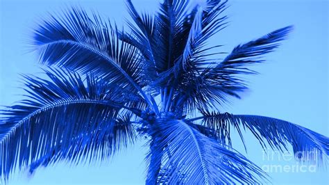 Electric Blue Palm Tree Photograph by Timothy Curtin - Pixels