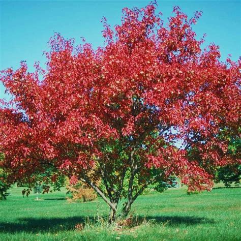 Maple Amur - Schumacher's Nursery & Berry Farm