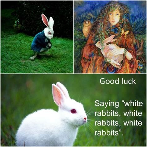 Pin by Trisha Posner on White Rabbits | White rabbits, Good luck quotes, Rabbit