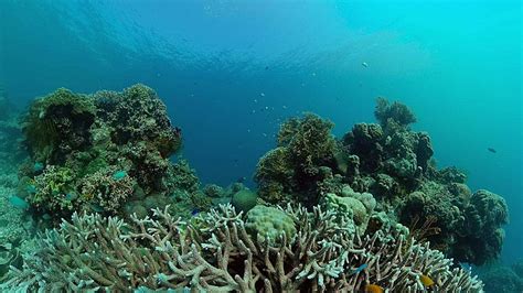 Coral Reef And Tropical Fish Philippines Wildlife Colorful Philippines Photo Background And ...