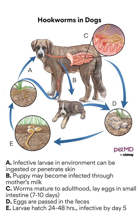 Can You See Round Worms In Dogs Poop