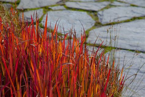 Japanese Blood Grass: Care and Growing Guide