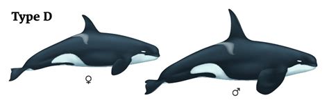 TYPE D ORCAS: mysterious stalkers of the Southern Oceans - ORCAZINE