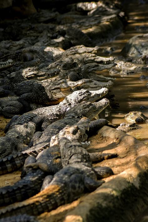 The Horrifying Story of How Soldiers Were Savagely Mauled by Crocodiles in the Ramree Island ...