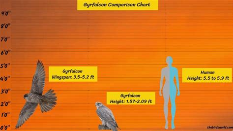 Gyrfalcon Size: How Big Are They Compared To Other Birds?