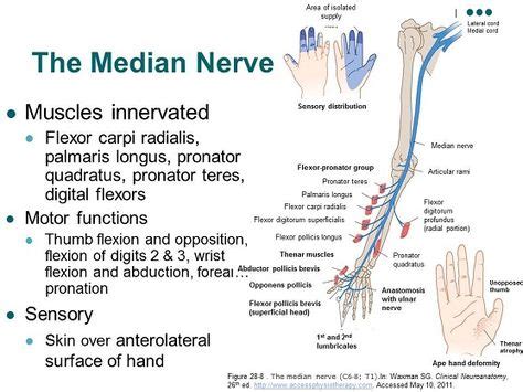 Median nerve - Course and Innervation | Epomedicine