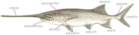 American Paddlefish - Polydon Spathula - History, Characteristics and ...