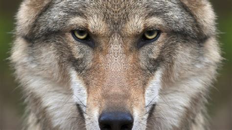 wolf, Animals, Nature, Closeup, Face Wallpapers HD / Desktop and Mobile ...