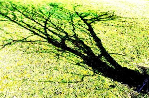 Tree Picture ART: Tree Shadow | Shadow, Tree, Picture