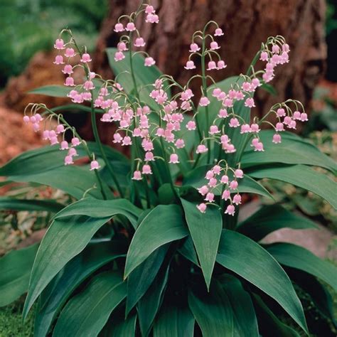 Pink Lily of the Valley | Lily of the valley flowers, Valley flowers ...