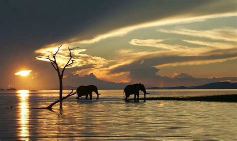 Lake Kariba Sunset Elephant Silhouette Photograph by Marlene Pott ...