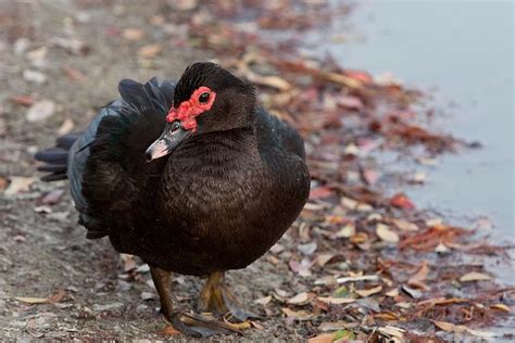 Muscovy Duck | Muscovy duck, Duck and ducklings, Duck