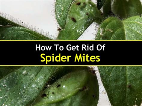 How to Get Rid of Spider Mites