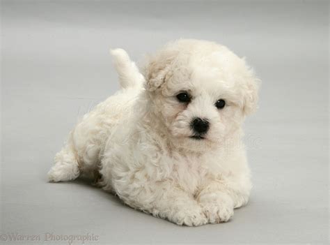 Dog: Cute Bichon Frise puppy on grey background photo WP11719