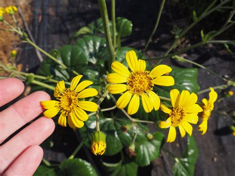 Farfugium japonicum var. giganteum – Brian's Botanicals