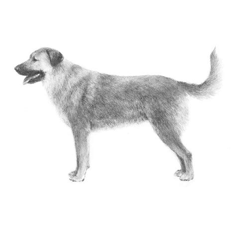 Chinook Dog Breed Information | Chinook dog, Dog sketch, Dog breeds