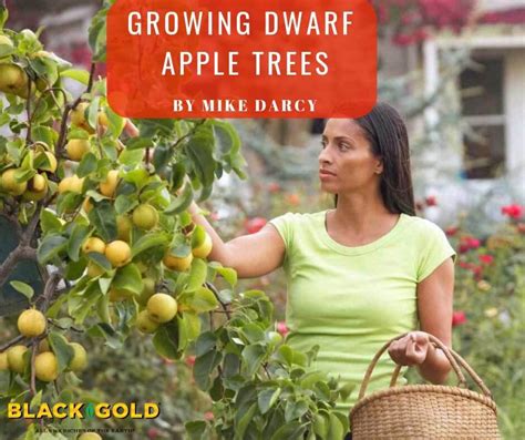 Growing Dwarf Apple Trees – Black Gold