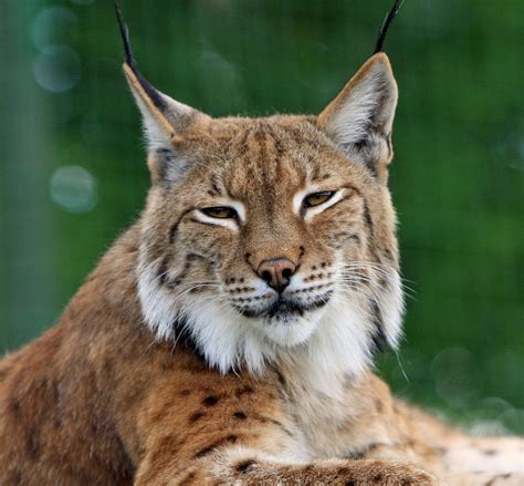 Free photo: Bobcat, Lynx, Big Cat, Feline - Free Image on Pixabay - 165190