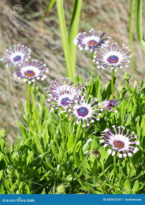 Osteospermum in the garden stock photo. Image of baskets - 68365150