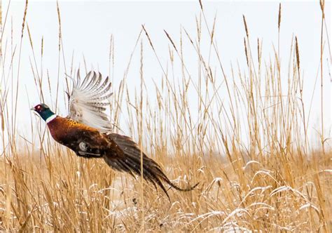 South Dakota Pheasant Hunting - Hall and Hall