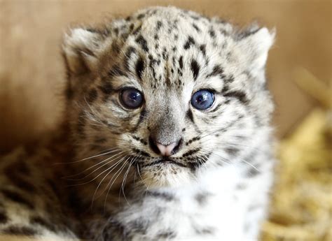 Our Snow leopard cub needs a name! - The Big Cat Sanctuary