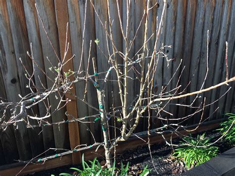 pruning - How should I care for my multi-variety apple and pear trees? - Gardening & Landscaping ...