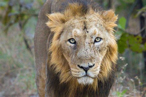 Asiatic lion population rises by 27% in five years