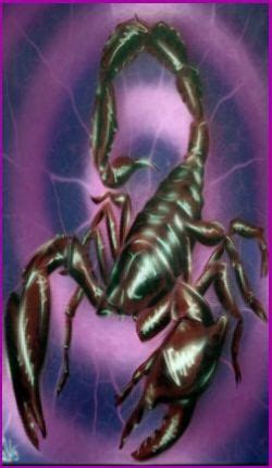 Scorpion Animal Symbolism Spirit Animal Totems