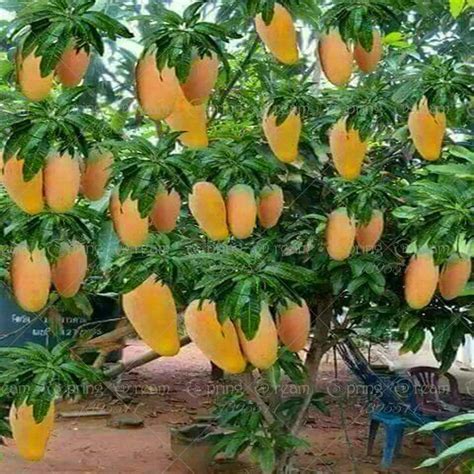 2 pcs/bag mango seeds gaint mango tree seeds bonsai tree seed Organic ...