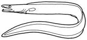 eels (anguilliformes): a picture guide