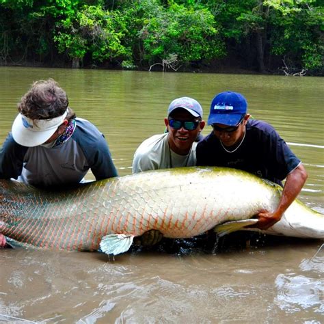 Rewa Eco Lodge - Arapaima Fly Fishing