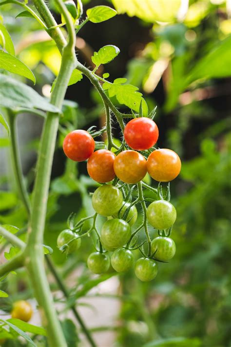 Tomato Plant