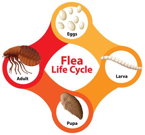 How to Disrupt and Stop the Flea Life Cycle | EcoGuard