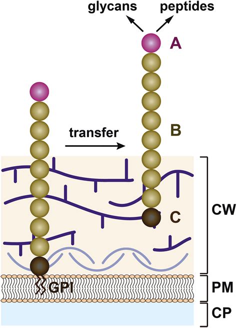 Diversity of GPI-anchored fungal adhesins