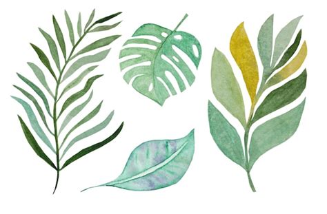 Premium Vector | Tropical watercolor leaves