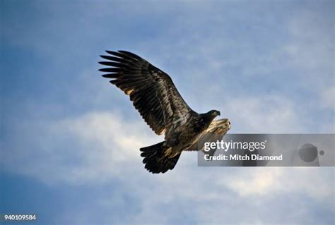 73 Eagle Fledgling Stock Photos, High-Res Pictures, and Images - Getty Images