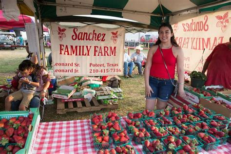 It's strawberry season in Texas. Here are some of the best farms to ...