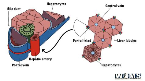 Portal Triad: Essential Structures and Associated Diseases - WOMS