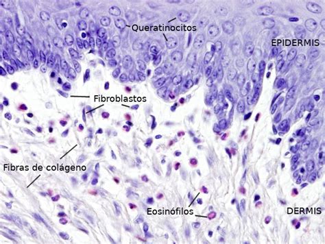 Tipos celulares. Fibroblasto. Atlas de Histología Vegetal y ...