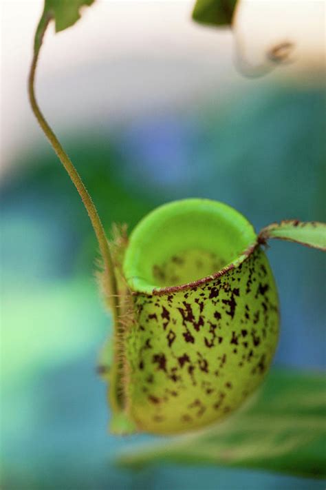 Close Up Of A Carnivorous Plant, Khao Sok National Park, Andaman Sea, Thailand Photograph by ...