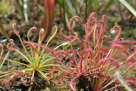 Plant of the Month: Sundew - JSTOR Daily