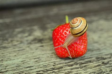 400+ Snail Names For Snails & Slugs - Name Your Pets