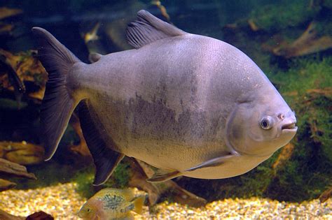 Predatory Pacu in Papua New Guinea?