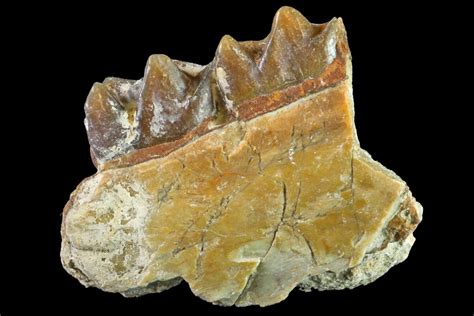 1.2" Fossil Horse (Mesohippus) Jaw Section - South Dakota For Sale ...