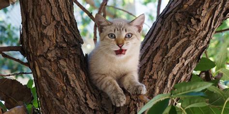 Can Cats Climb Down Trees? - Cats.com